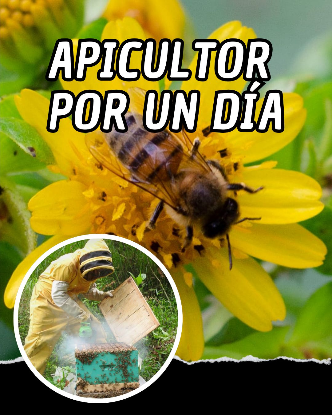 Afiche de la experiencia Apicultor por un día en Cachipay