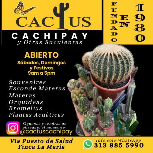 Logo de Cactus Cachipay