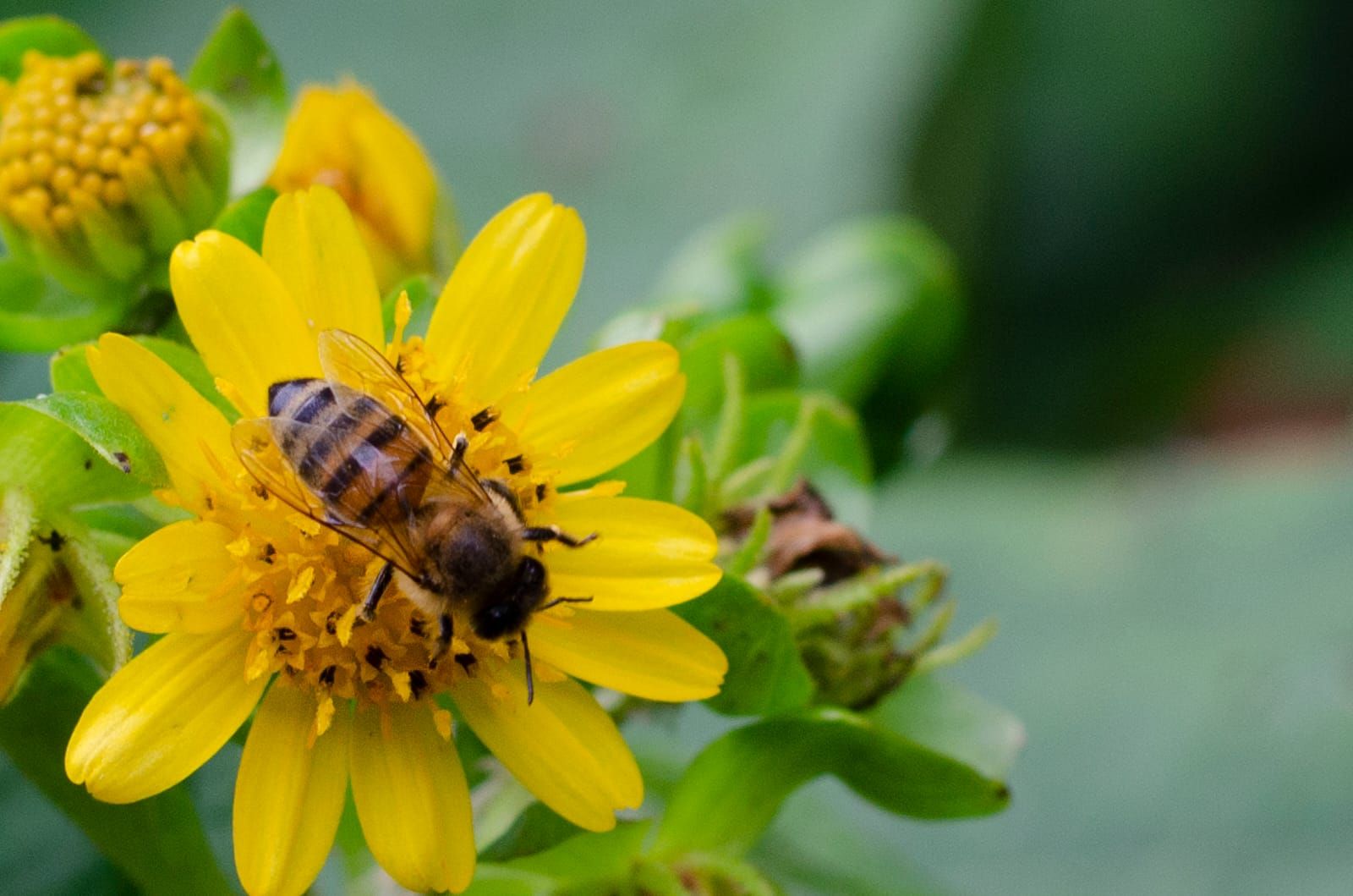 Apicultor por un día: abeja sobre una flor amarilla