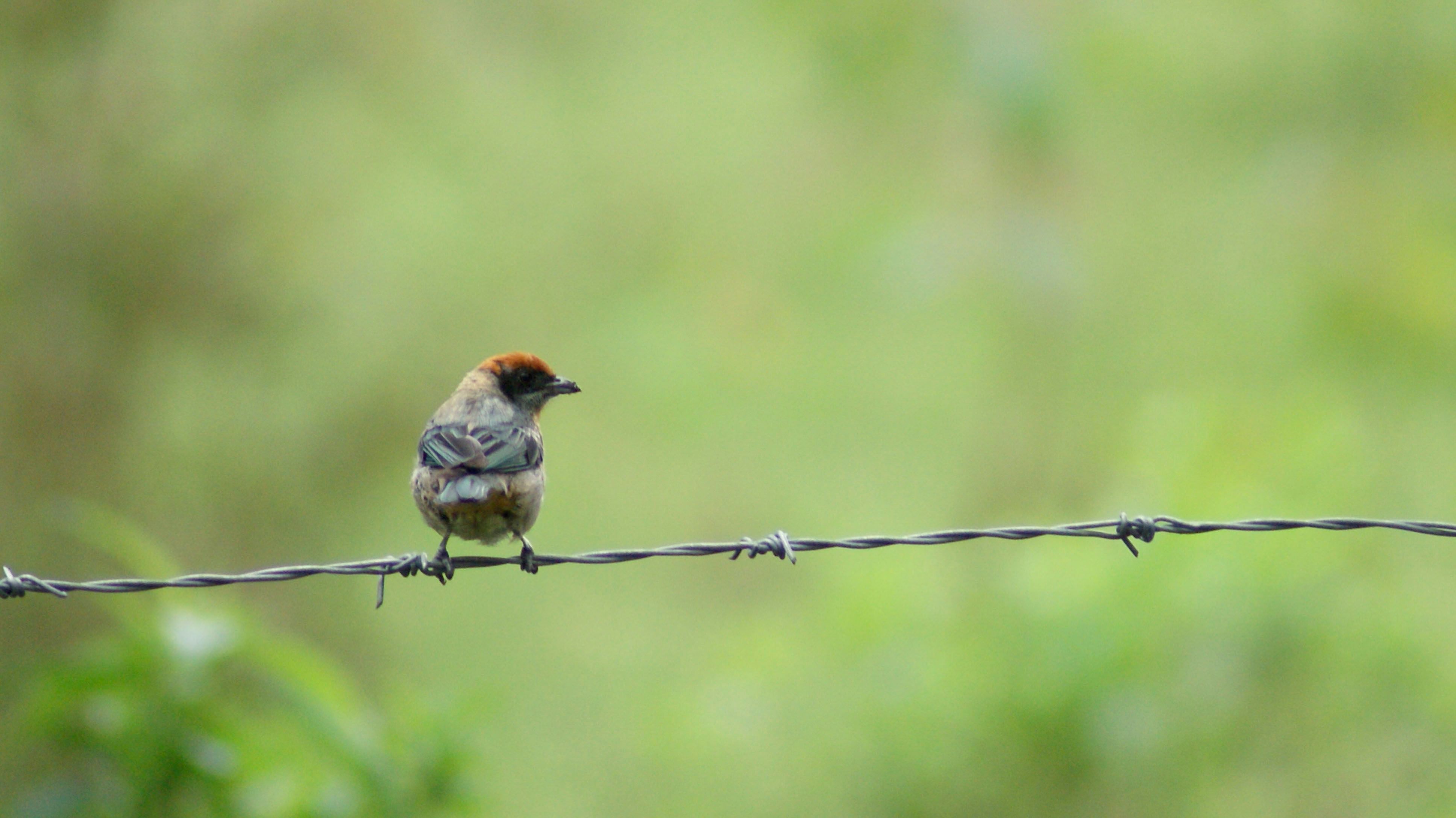 Pájaro posado en un alambre en el campo de Cachipay